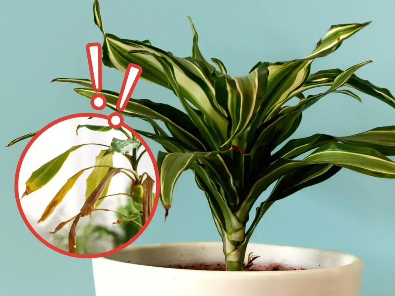 Dracena z żółknącymi liśćmi. Zwróć uwagę na podlewanie, by uniknąć przesuszenia.