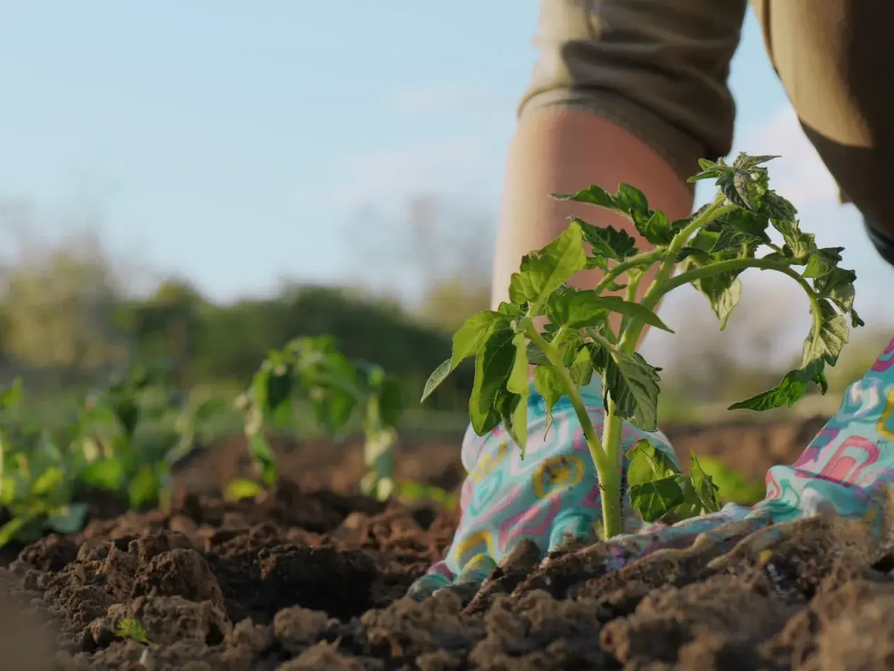 Sadzenie pomidorów zgodnie z kalendarzem biodynamicznym działkowca. Rękawiczki w kolorowe wzory chronią dłonie podczas pracy w ziemi.