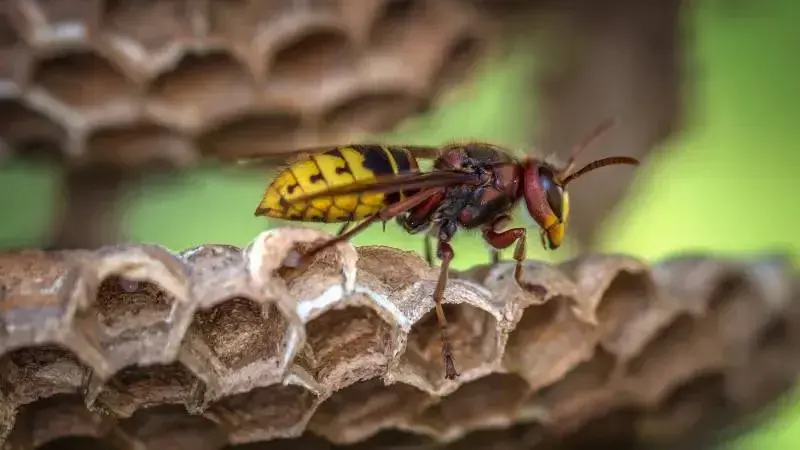 Skuteczne sposoby na osy w ogrodzie: naturalne metody i porady eksperta