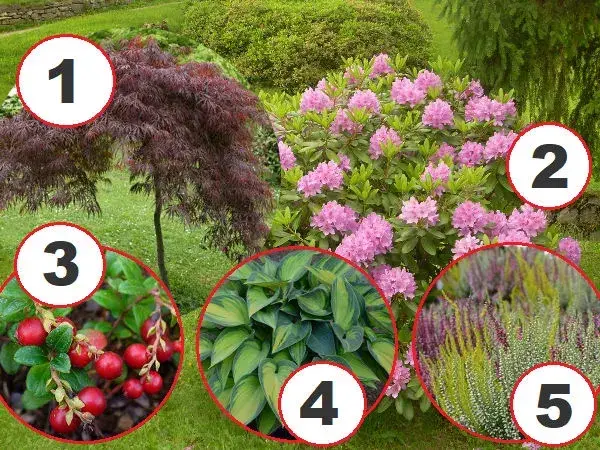 Jakie rośliny posadzić obok rododendronów: sprawdzone aranżacje ogrodowe
