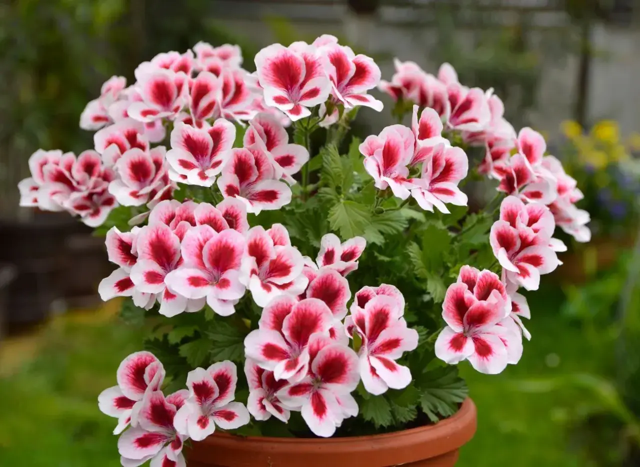 Kwitnące pelargonie angielskie w doniczce, z pięknymi, dwukolorowymi kwiatami w odcieniach bieli i głębokiej czerwieni.
