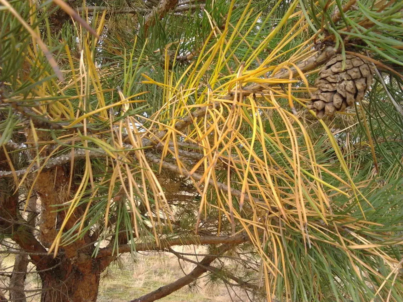 Żółknące igły sosny, widoczny szyszka i pień drzewa, wskazują na choroby sosny.