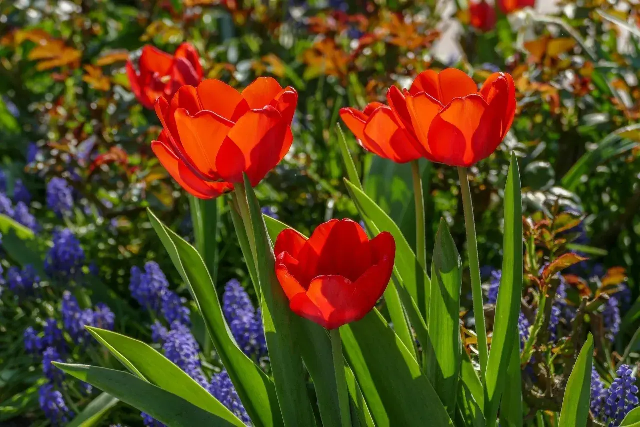 Trzy czerwone tulipany botaniczne rozkwitają wśród niebieskich szafirków i zielonych liści.