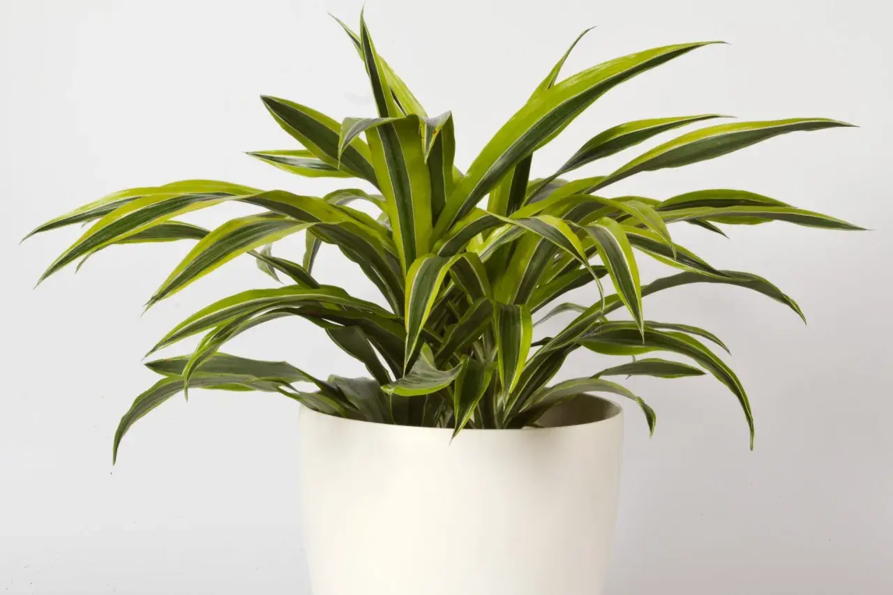 Dracena w białej donicy, z liśćmi o zielono-żółtych paskach. Idealne stanowisko dla tej rośliny to jasne, ale bez bezpośredniego słońca.