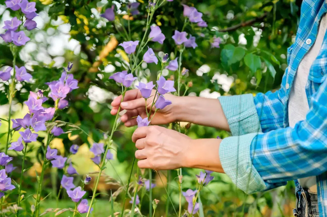 Ręce pielęgnują dzwonki, przygotowując je do campanula zimowanie. Fioletowe kwiaty w letnim ogrodzie.