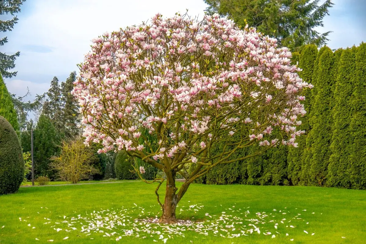 Rozkwitła magnolia w ogrodzie, obsypana różowymi kwiatami. Wokół niej zielona trawa i wysokie, gęste drzewa iglaste tworzą tło.