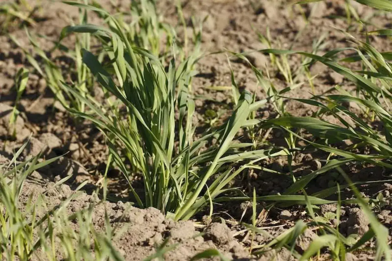 Młode źdźbła trawy, które wyrosły jako samosiejka, pną się ku słońcu z wilgotnej ziemi.