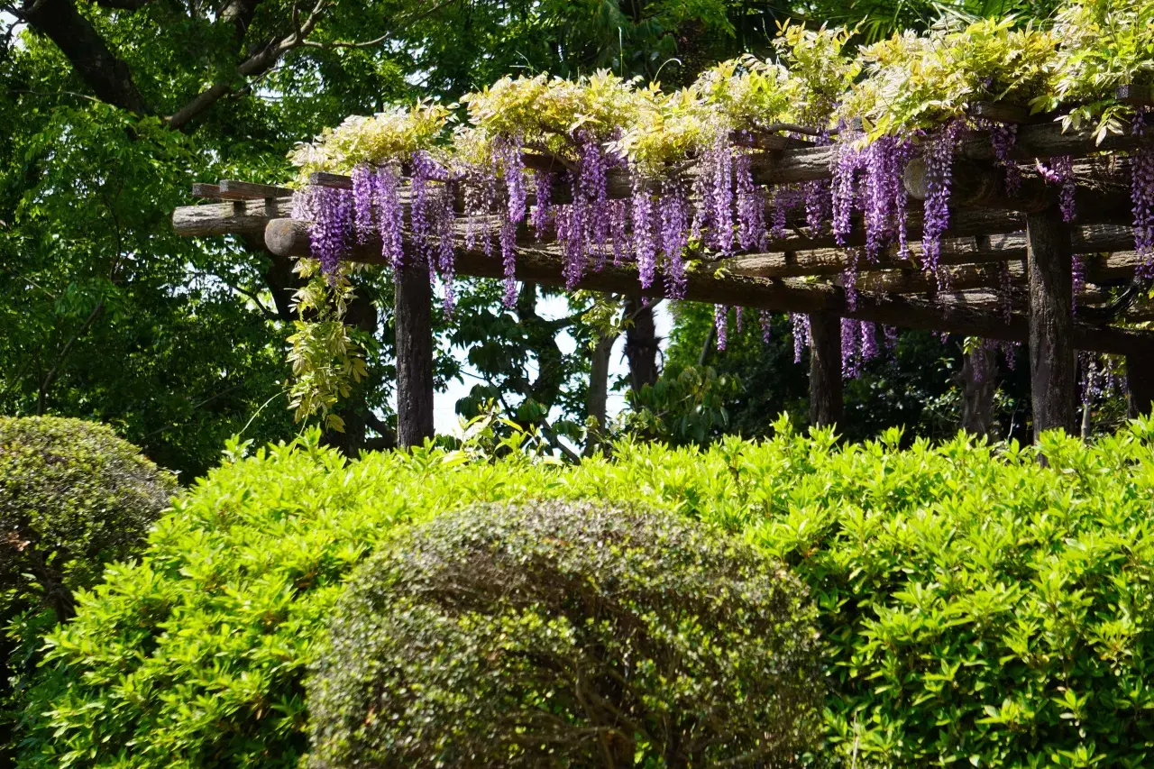 Pergola z kwitnącym, fioletowym glicynią i bujną zielenią.