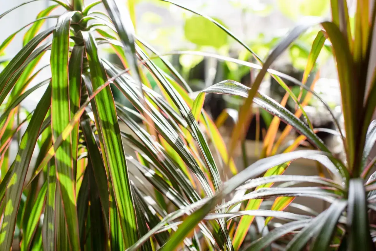 Dracena z zielonymi liśćmi z czerwonymi brzegami, gotowa na podlewanie.