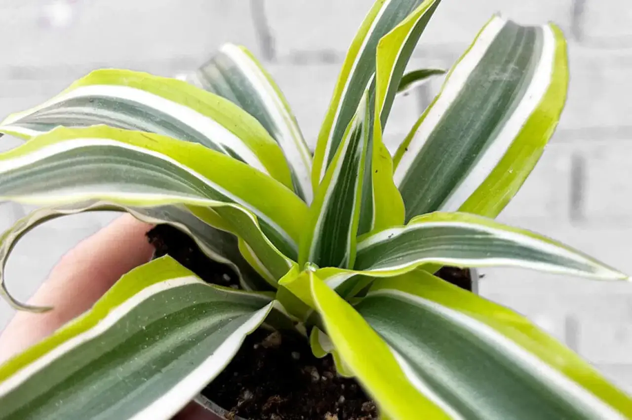 Dracena o liściach zielono-białych, idealna do jasnego stanowiska.