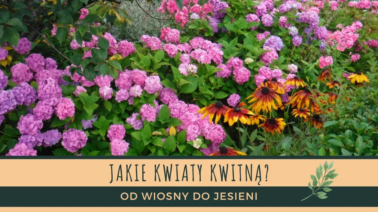 Piękne, różowe i fioletowe hortensje oraz żółto-brązowe rudbekie, które kwitną od wiosny do jesieni, tworzą barwny ogród.