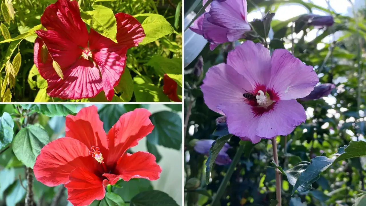 Piękne, duże kwiaty hibiskusa bagiennego w odcieniach czerwieni i fioletu. Pszczoła zbiera nektar z fioletowego kwiatu. Uprawa hibiskusa bagiennego jest prosta.