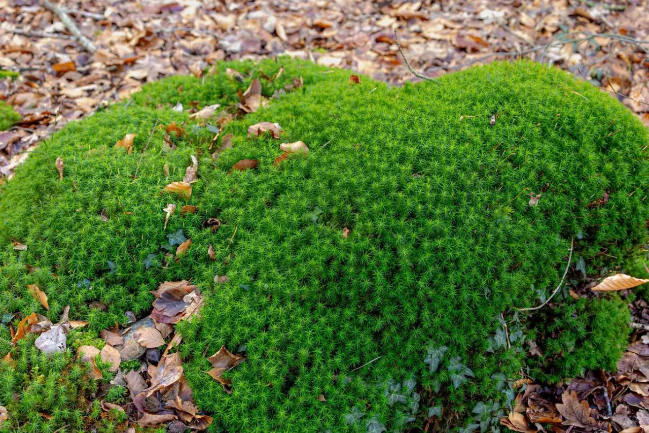 Gęsty, zielony karmnik ościsty tworzy dywan na leśnym poszyciu. Ile na m2? Tyle, ile potrzeba, by stworzyć ten piękny, naturalny krajobraz.