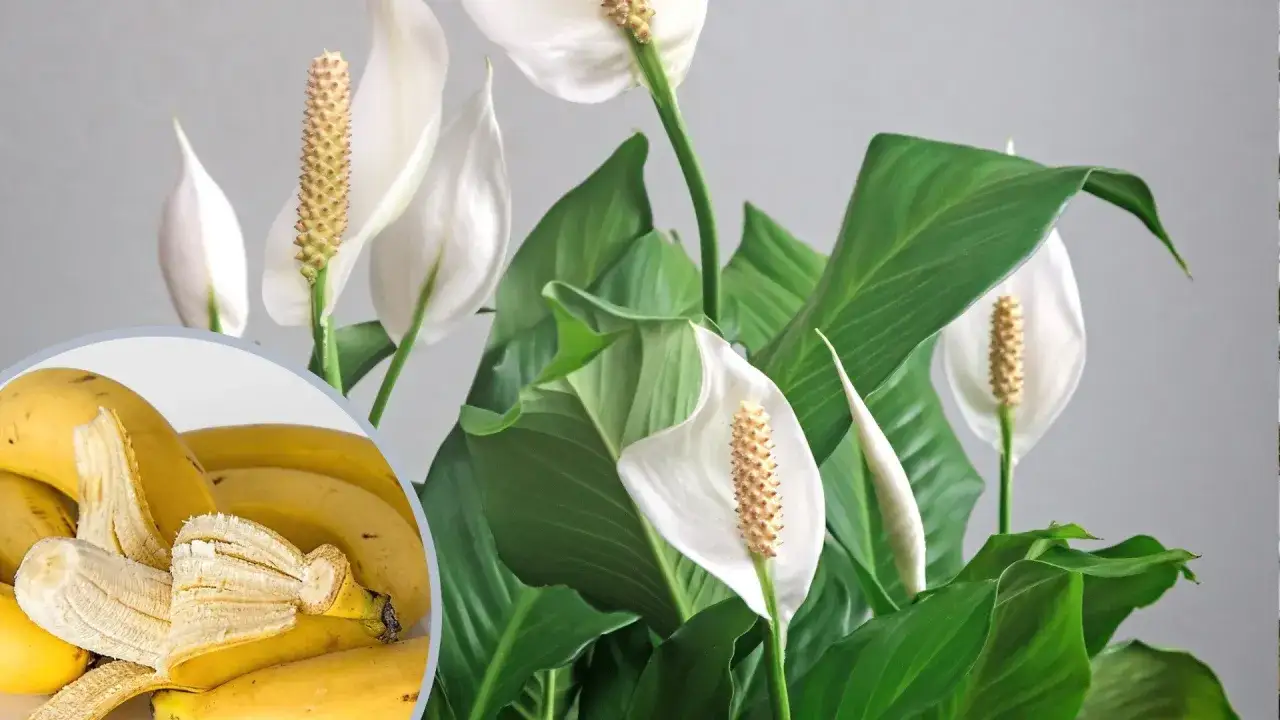 Nawóz z bananów do jakich roślin? Skórki bananów świetnie odżywią skrzydłokwiaty, róże i inne rośliny kwitnące, dostarczając im potasu.