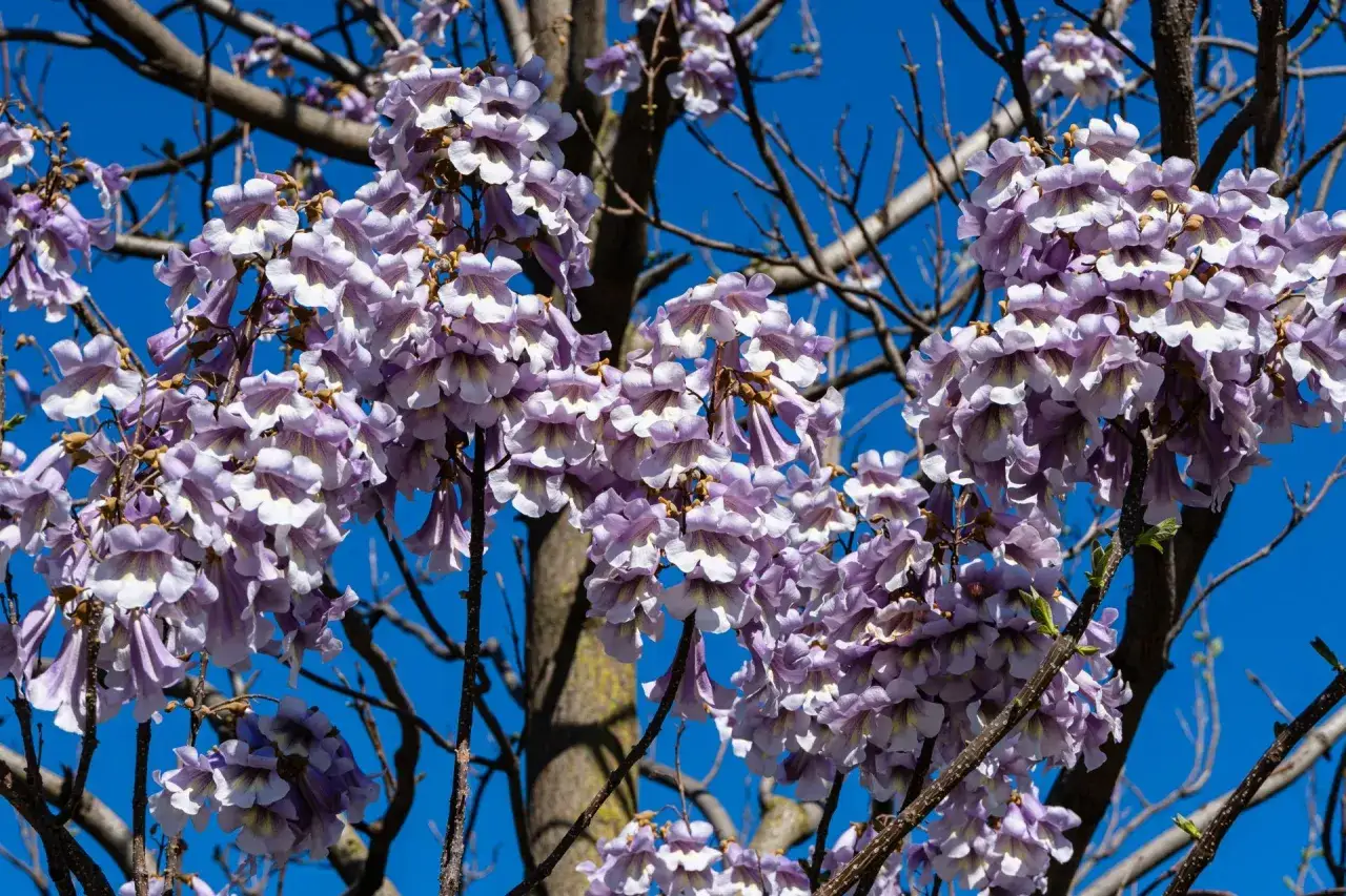 Kwiaty paulowni drzewa tlenowego w pełnym rozkwicie, tworzące fioletowo-białe kaskady na tle błękitnego nieba.
