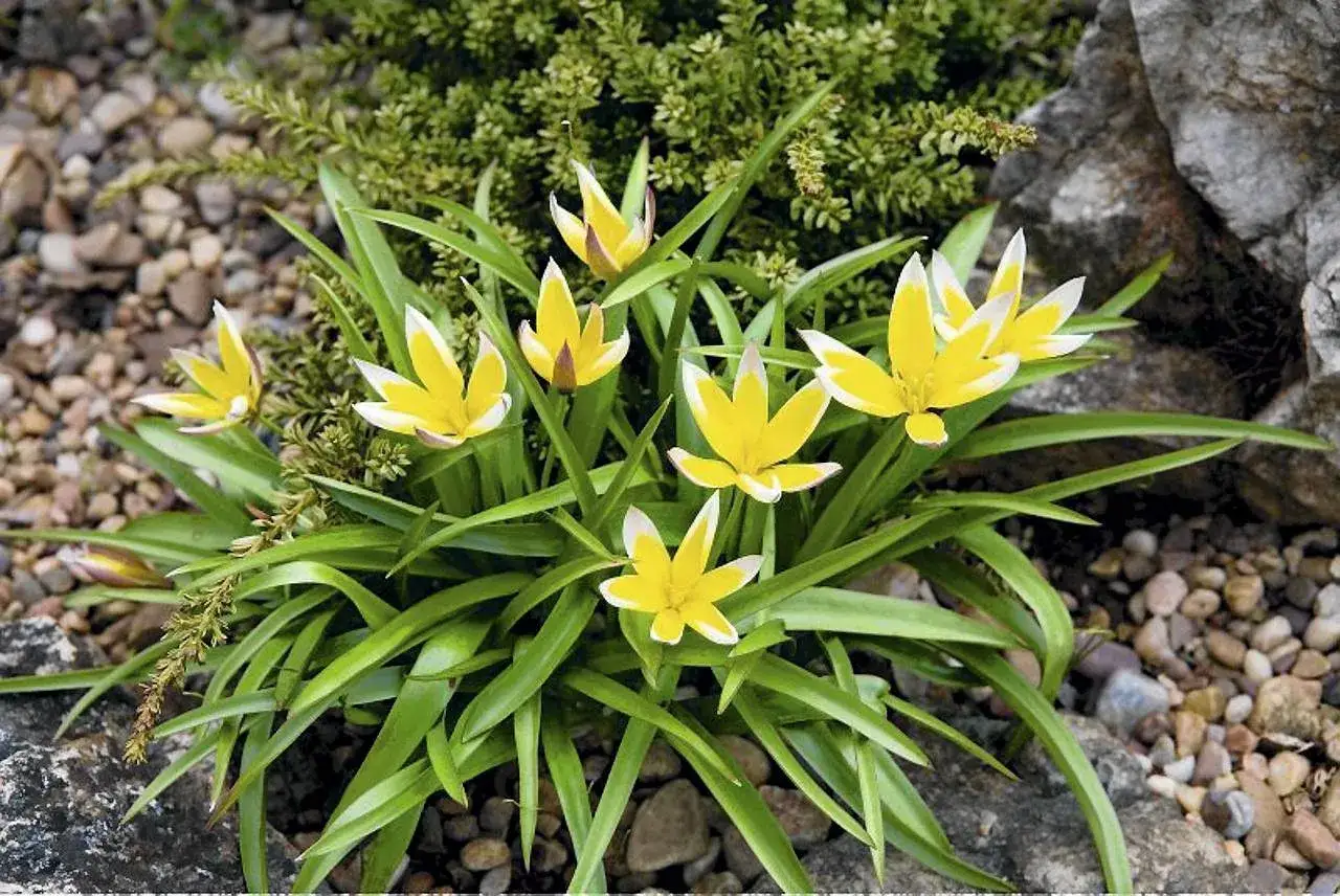 Grupa żółtych kwiatów z białymi brzegami, przypominających tulipan botaniczny, rośnie wśród kamieni i zieleni.