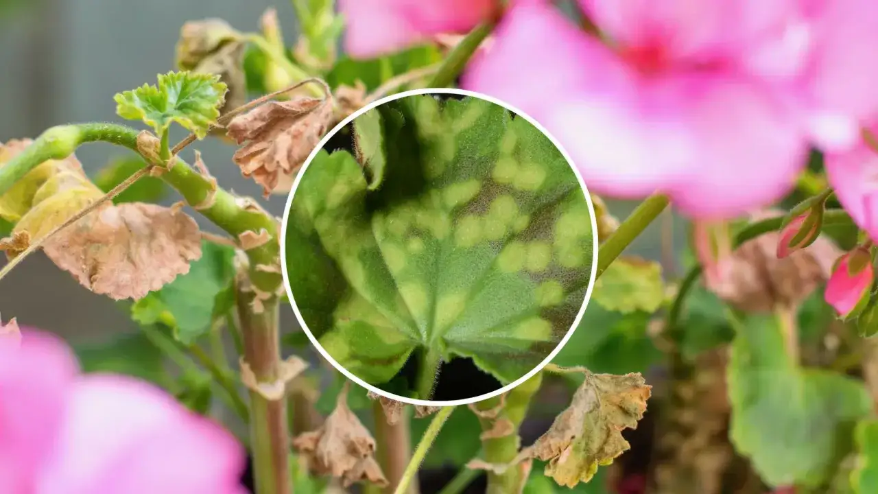 Plamy na liściach pelargonii, objawy chorób. Zbliżenie na zielony liść z żółto-brązowymi przebarwieniami.