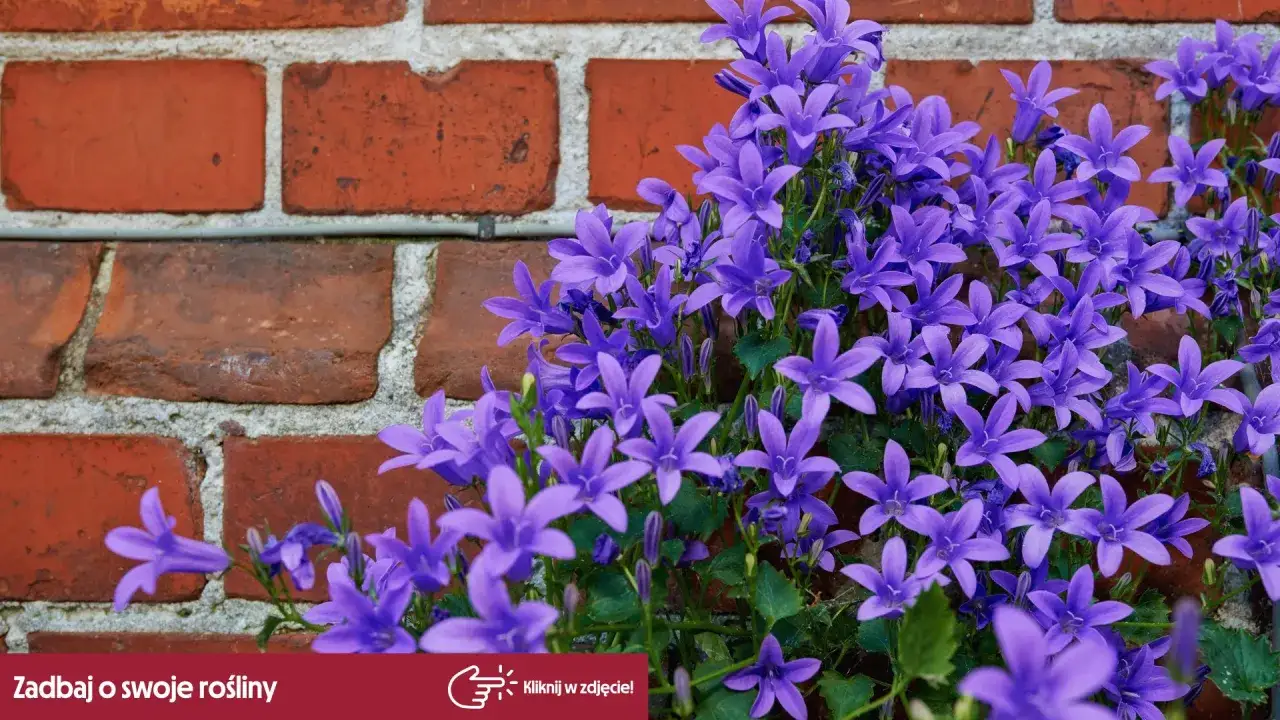Fioletowe dzwonki przy ceglanej ścianie. Dowiedz się, jak zapewnić campanula zimowanie, by cieszyć się nimi w kolejnym sezonie.