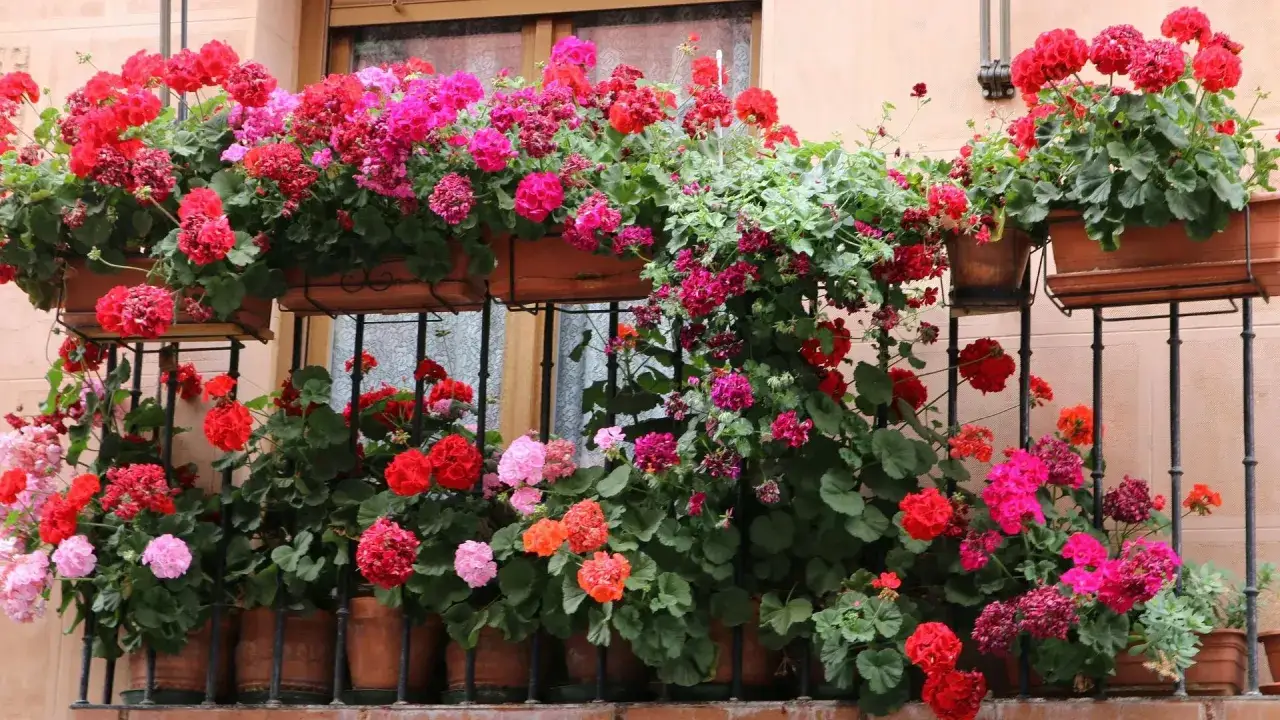 Balkon ozdobiony bujnymi, kwitnącymi pelargoniami angielskimi w odcieniach czerwieni, różu i fuksji.