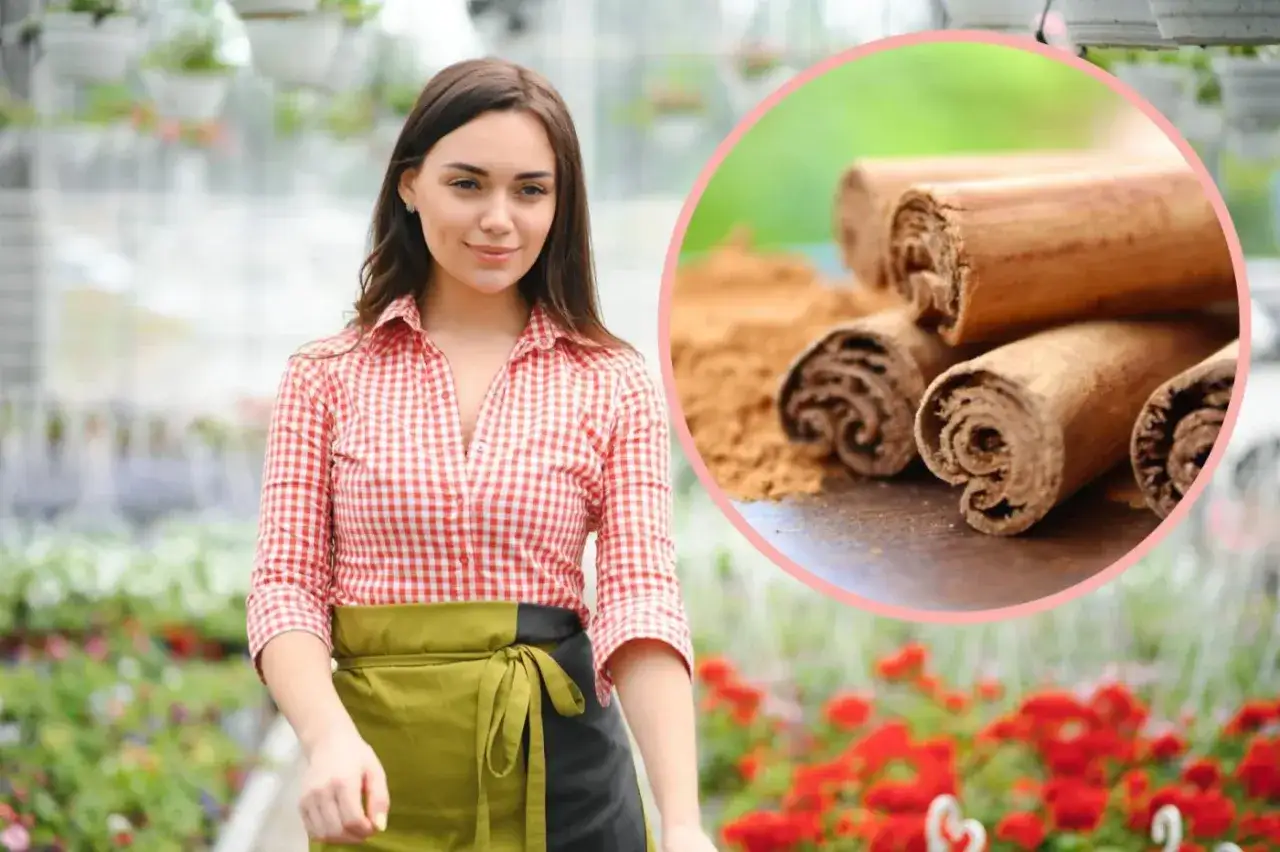 Kobieta w kratkę i fartuchu, obok zbliżenie na laskę cynamonu i proszek. Dowiedz się, jak stosować cynamon w kuchni i kosmetyce.