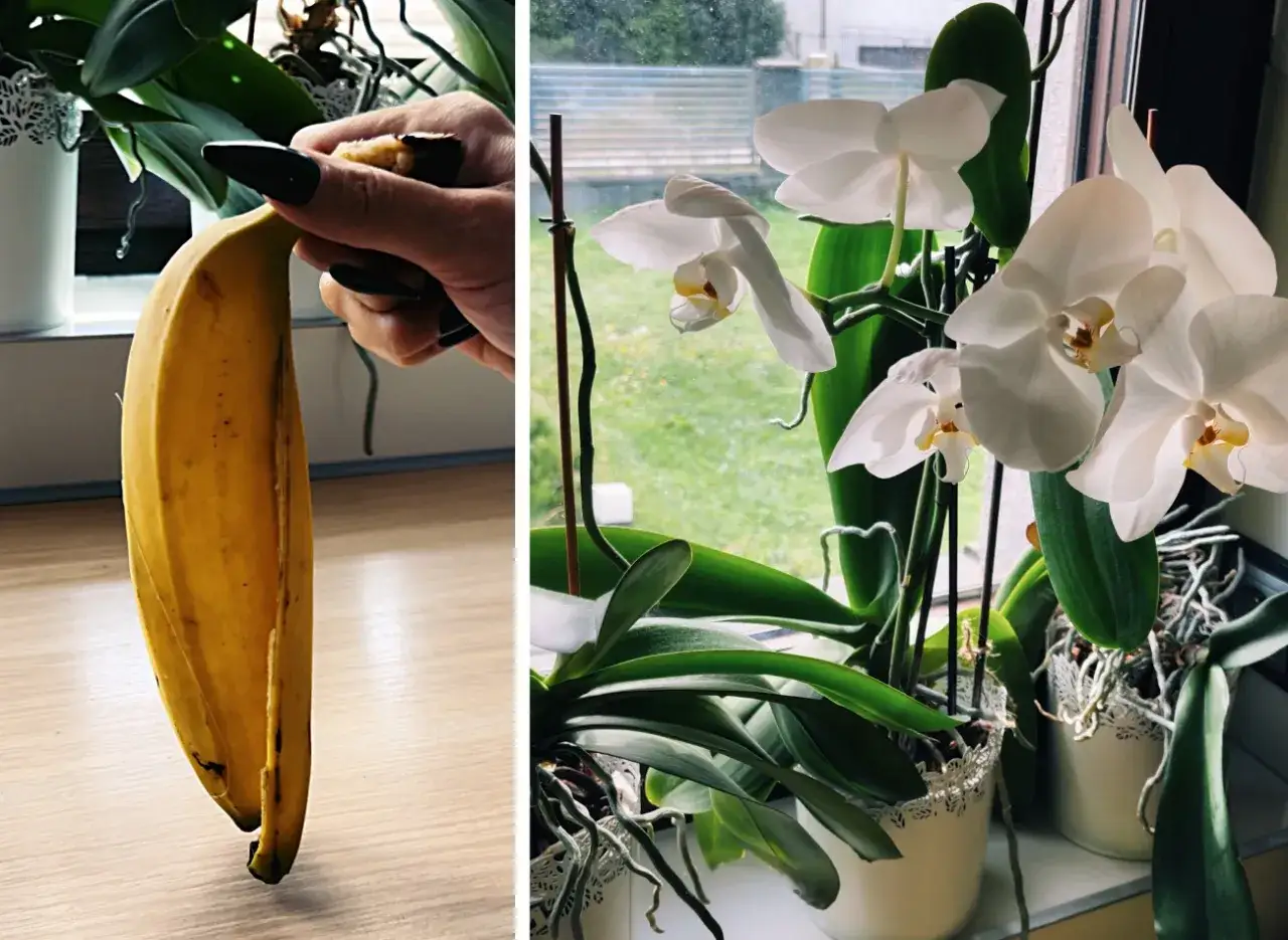 Domowy nawóz z banana dla pięknych storczyków. Skórka banana dostarcza potasu, który wzmacnia rośliny.