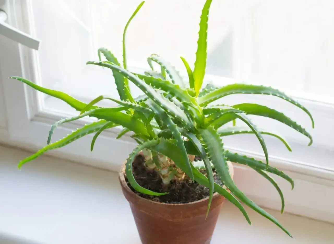 Zielony aloes w glinianej doniczce na parapecie. Dowiedz się, jak ukorzenić aloes, by cieszyć się jego dobroczynnymi właściwościami.