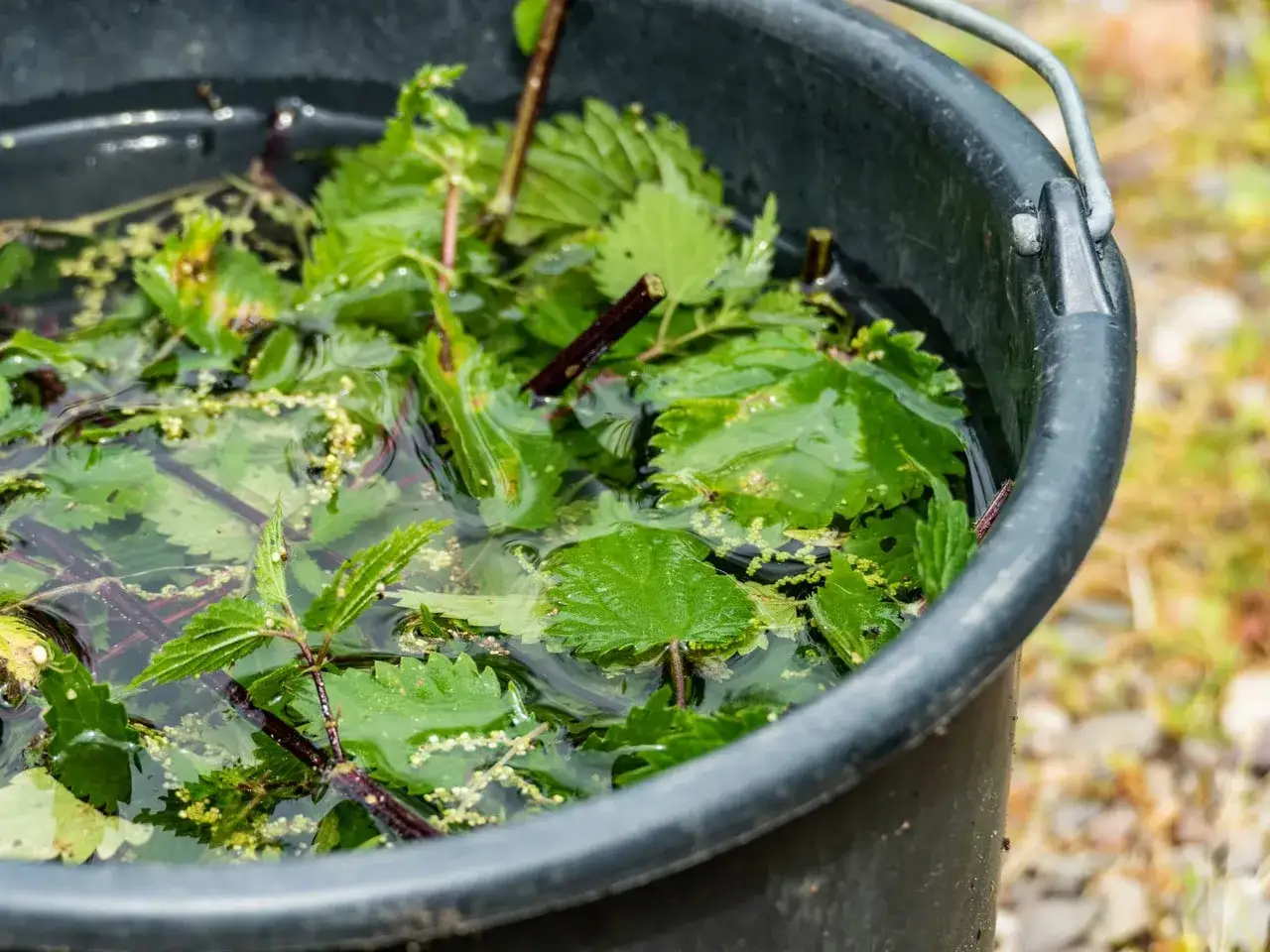 W czarnym wiadrze zanurzone w wodzie liście pokrzywy, przygotowywane jako naturalny nawóz.