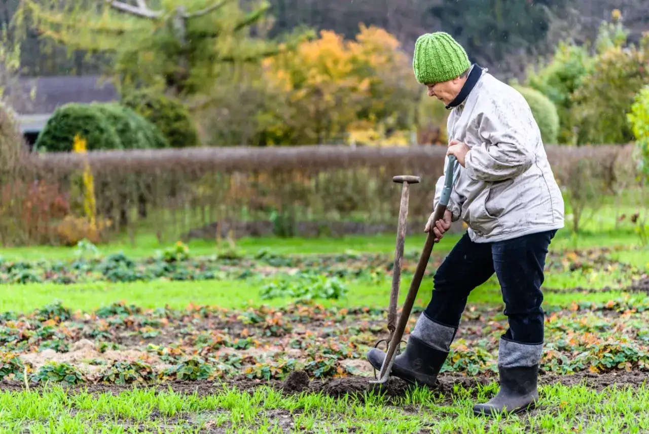 Kobieta w zielonej czapce kopie ziemię łopatą, przygotowując ją. To idealny czas, kiedy obornik pod warzywa zapewni im dobry start.