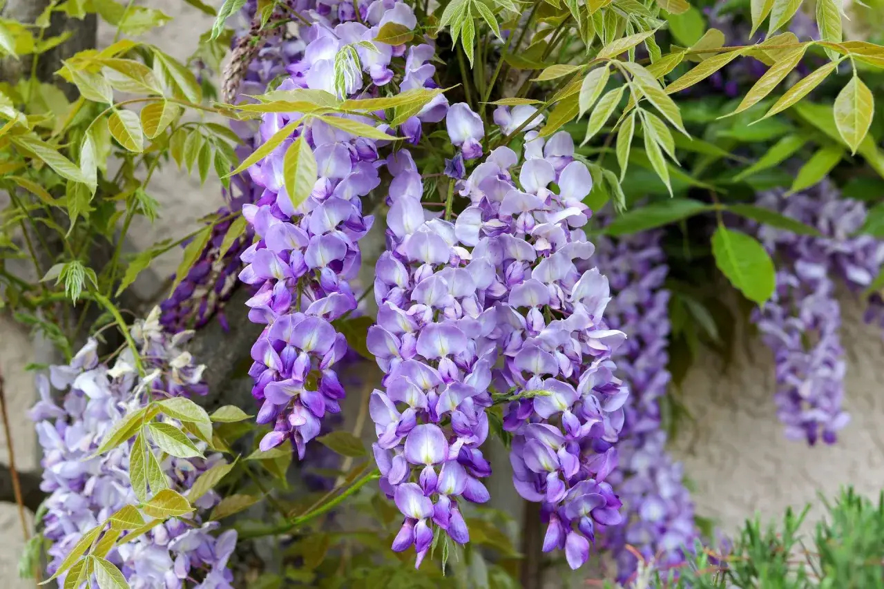 Piękne, fioletowe kwiaty wisterii zwisają kaskadowo. Choć zachwycają wyglądem, warto pamiętać, czy wisteria jest trująca – tak, jej nasiona i strąki zawierają toksyny.