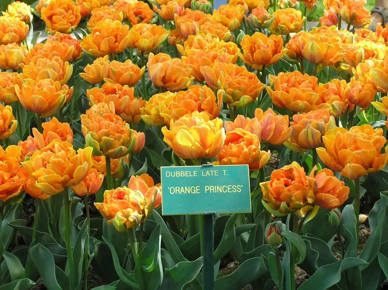 Pomarańczowe kwiaty tulipanów 'Orange Princess' tworzą barwny dywan.