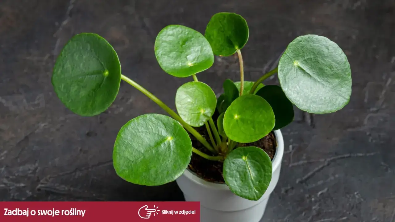 Rośliny bezpieczne dla kota zdjęcia: Pilea peperomiowata, znana też jako