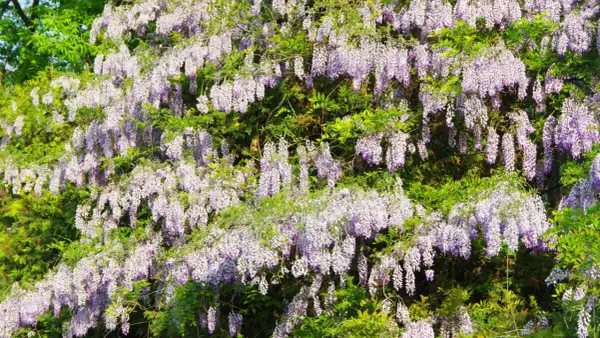 Kwiaty glicynii zwisają kaskadami. Choć piękne, warto wiedzieć, czy wisteria jest trująca, by zachować ostrożność.