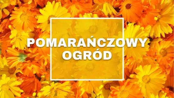 Gęsto ułożone, jaskrawe pomarańczowe kwiaty tworzą tło dla białego napisu "POMARAŃCZOWY OGRÓD".