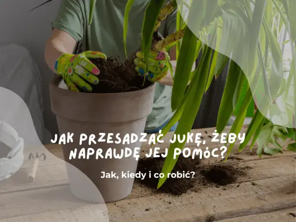 Ręce w rękawiczkach przesadzają jukę do nowej doniczki. Poradnik, jak to zrobić, by roślina rosła zdrowo.
