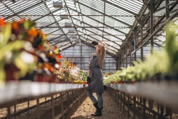 Ogrodnicy kiedy pracują w szklarni, czują upał. Kobieta w fartuchu wyciera pot z czoła.