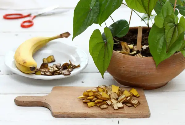 Nawóz z bananów do jakich roślin? Skórki bananów posiekane na desce i talerzu, gotowe do użycia jako naturalny nawóz dla roślin doniczkowych.
