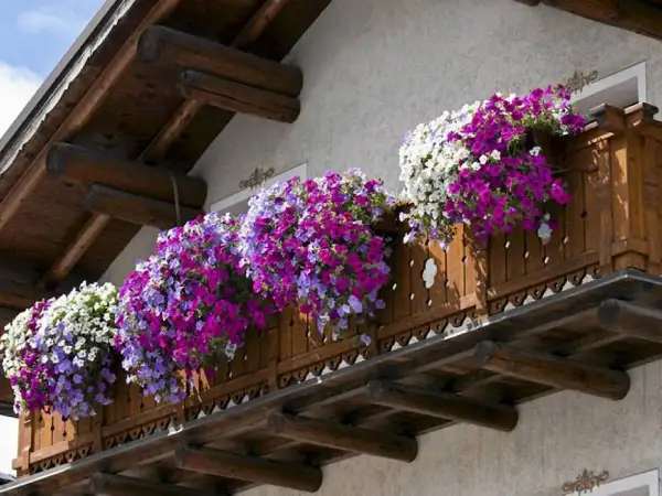 Kwiaty werbeny na balkon tworzą kaskadę fioletowych i białych kwiatów, ozdabiając drewnianą balustradę.