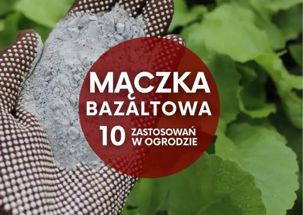 Ręka w rękawicy trzyma mączkę bazaltową. Na czerwonym tle napis: "Mączka bazaltowa - 10 zastosowań w ogrodzie".