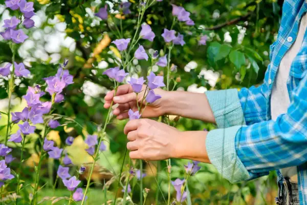 Ręce pielęgnują dzwonki, przygotowując je do campanula zimowanie. Fioletowe kwiaty w letnim ogrodzie.
