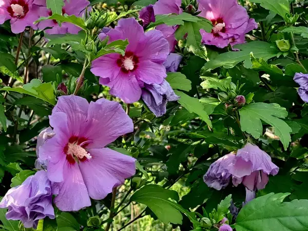 Kwiat hibiskus w doniczce, z fioletowymi, rozłożystymi płatkami i ciemniejszym środkiem, otoczony zielonymi liśćmi.