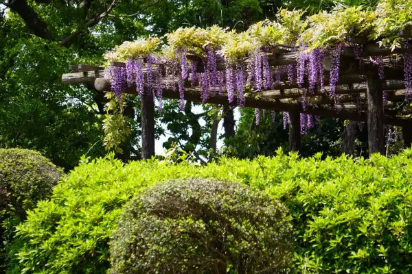 Pergola z kwitnącym, fioletowym glicynią i bujną zielenią.