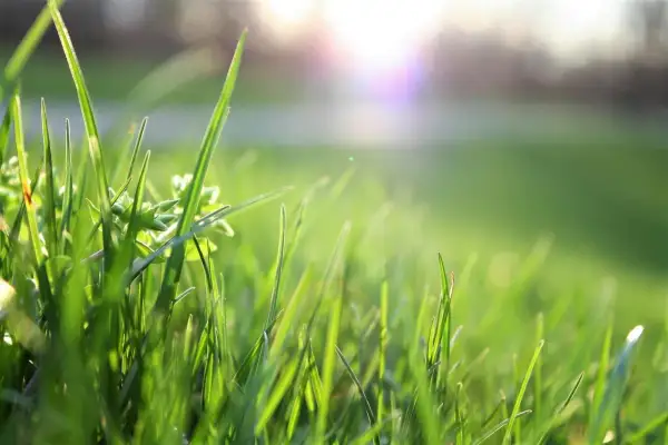 Nasiona trawy a warunki w ogrodzie - jak dobrać mieszankę do swoich potrzeb
