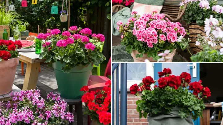 Pelargonia Calliope - jak osiągnąć efekt WOW na balkonie?